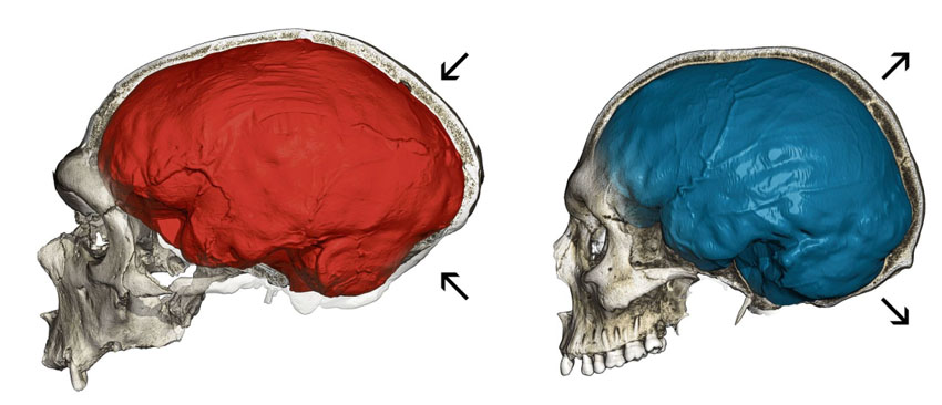 neanderthalerschedel